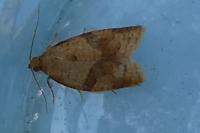 Clepsis consimilana