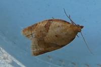 Clepsis consimilana
