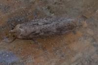 Platyedra subcinerea
