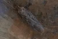 Platyedra subcinerea