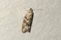 Cnephasia