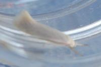 Elachista argentella