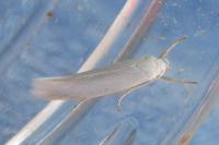 Elachista argentella