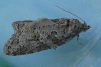 Cnephasia