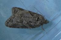 Cnephasia