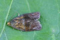Ptycholoma lecheana
