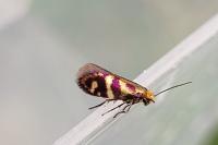 Micropterix osthelderi