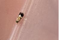 Stigmella aurella