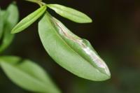 Caloptilia cuculipennella