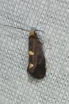 Incurvaria oehlmanniella