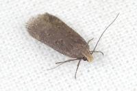 Filatima spurcella