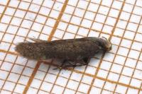 Filatima spurcella