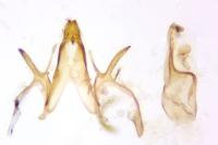 Filatima spurcella