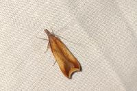 Dichomeris ustalella