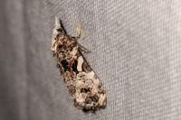Phtheochroa rugosana