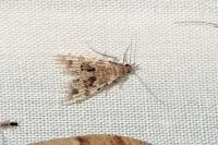 Alucita hexadactyla/bidentata