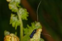 Adela reaumurella