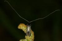 Adela reaumurella