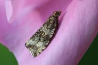 Celypha lacunana