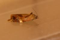 Ditula angustiorana