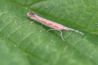 Plutella xylostella