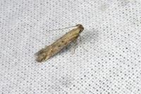 Metzneria metzneriella