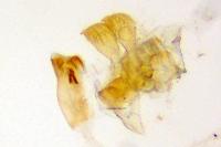 Metzneria metzneriella
