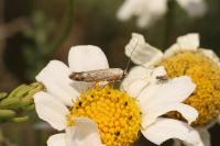 Scythris inertella