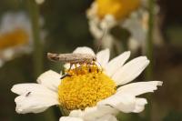 Scythris inertella