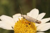 Scythris inertella