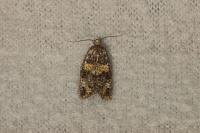 Ptycholomoides aeriferanus