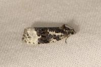 Apotomis turbidana
