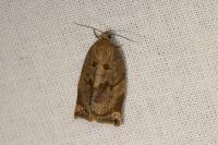 Archips crataegana
