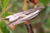Ancylis apicella