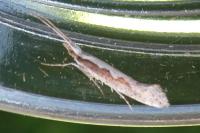 Plutella xylostella