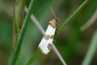 Periclepsis cinctana