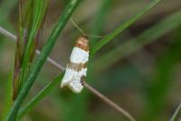 Periclepsis cinctana