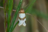 Periclepsis cinctana