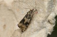 Celypha lacunana