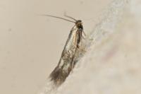 Bucculatrix nigricomella
