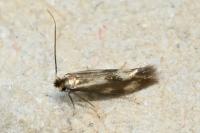 Bucculatrix nigricomella