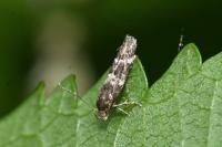 Mompha subbistrigella