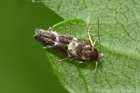 Mompha subbistrigella