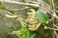 Yponomeuta cagnagella