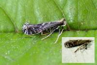 Parornix torquillella