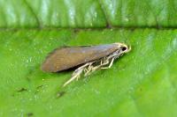 Crassa tinctella
