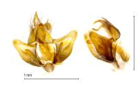 Crassa tinctella