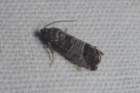 Cydia pomonella