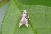 Blastodacna hellerella