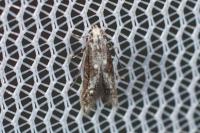 Blastodacna hellerella